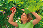 Foarfeca de gradina si vie Wolf-Garten RS 2500 Comfort Plus